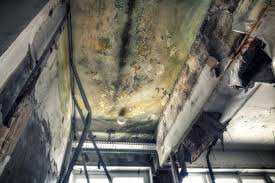 Best Mold Damage Restoration  in St Francis, KS